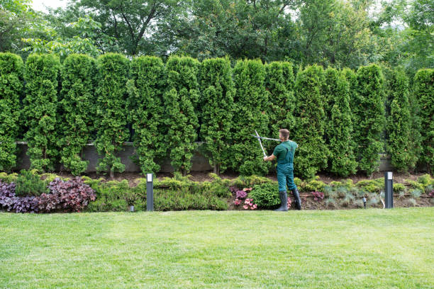 Lawn Renovation and Restoration in Raubsville, PA