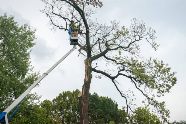 How Our Tree Care Process Works  in  Raubsville, PA